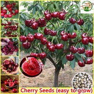 เมล็ดพันธุ์ เชอร์รี่ เมล็ดเชอร์รี่ บรรจุ 30 เมล็ด Sweet Cherry Seeds Fruit Seeds for Planting Cherry Plant บอนสี เมล็ดผลไม้ ต้นไม้ผลกินได้ เมล็ดผัก พันธุ์ไม้ผล บอนไซ ต้นบอนสี เมล็ดบอนสี ต้นผลไม้ ต้นไม้แคระ ปลูกง่าย คุณภาพดี ราคาถูก ของแท้ 100%