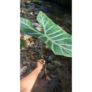 pokok keladi hutan cantik