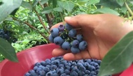 Dwarf Blueberry Plant SEED