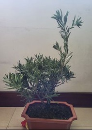 羅漢松 ~ 家有羅漢松 世世不會窮