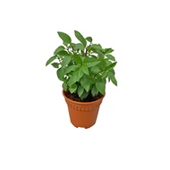 Thai Basil Fresh Herb Plant Ocimum Basilicum - Fresh Gardening Indoor Plant Outdoor Plants