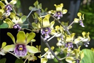 Seedling dendrobium Anggrek Besi Violaceflaven
