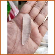 ◸ ▤ ➧ Mutya ng Linta Clear with oracion