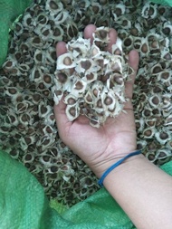 500 gram HẠT GIỐNG CÂY CHÙM NGÂY [ HẠT TUYỂN CHỌN BAO NẢY MẦM ]. [ GHN Express ]