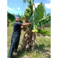 Anak Benih pisang toman