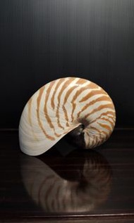 早期天然海螺-鸚鵡螺（天然/自然/海洋/貝類/貝殼/裝飾/擺飾/擺件/裝潢/造景/水族/藝術）