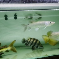 IKAN HIAS SILVER DATZ | AMERICAN DATZ SILVER | TIGERFISH DATZ JUMBO