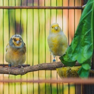 Burung Kenari Loper Sepasang Warna Kuning