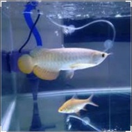 Terlaris Ikan Arwana Golden Red size 9-10 cm,Surat Lengkap sertifikat