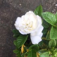 Bonsai - Gardenia Jasminoides var. fortuniana (Cape Jasmine) , Fragrant 達摩栀子花(重瓣),香