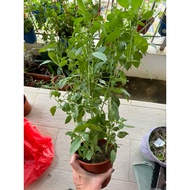 lemon basil organic edible herbs plant