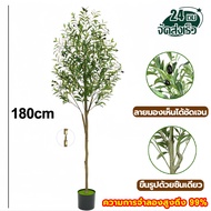 🌲พร้อมส่งจัดส่งใน 24ชั่วโมง🌲ต้นโอลีฟ ต้นไม้ปลอม ความจำลอง99% ต้นมะกอกปลอม สูง:120cm/150cm/180cm ต้นไ