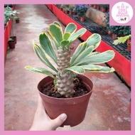 Euphorbia Poissonni Var Plant (PTP0231)