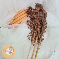 100 Grams Red Sorghum Sudangrass | Brown sorghum stall stalk 100gr | Sorghum hamster snacks | Sorghu