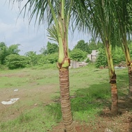bibit pohon kelapa hijau hibrida
