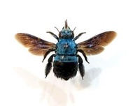 蟲新發現╭○-○╮蝴蝶標本A1 ~ 大藍木蜂 Xylocopa caerulea未處理乾貨  展翅5CM 產地：印尼
