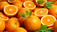 biji/benih/bibit buah jeruk santang