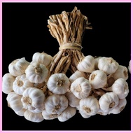 ◖ ⦶ ▰ 1kg Medium Native Ilocos Bawang (Bundled per kilo)