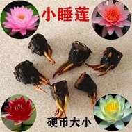 Water Lily Seed Block Flower Nine Pins Fragrant Lotus Seed Lotus Seed Lotus Seed Lotus Root Water Hy
