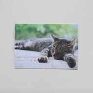 明信片-台灣野貓集-愛睏小野貓