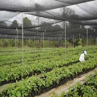 JARING PARANET 50% ( 1 Roll ) PANJANG 100 METER