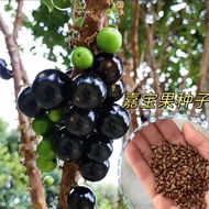 Benih buah Jiabao untuk empat musim balkoni khas menggantung buah anggur buah beri hasil tinggi pokok buah Sabah menabur