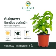 Organic Italian Basil