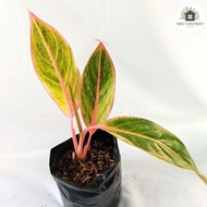 ♞,♘Aglaonema Pink Siam / Pink Lipstick