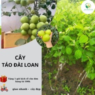Taiwanese Apple seedling (big apple - standard grafted tree)
