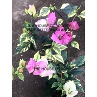 THE HOUSE OF BOUGIES ROOTED BOUGAINVILLAE LIVE PLANTS-TOP RARE WAJID ALISHA VARIEGATED