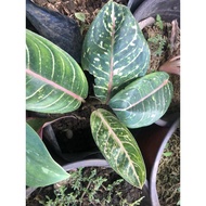 ♞,♘,♙aglaonema different varieties