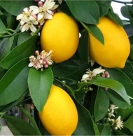Bibit buah jeruk lemon tea california okulasi/cangkok ASLI cepat berbuah bibit tanaman unggul jeruk lemon california termurah pohon jeruk lemon california okulasi bibit jeruk lemon cangkok