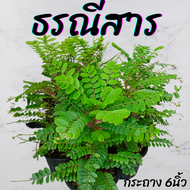 ต้นธรณีสาร กระถาง 6 นิ้ว