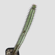 zac.culent - Euphorbia tescorum (Succulent Cactus)