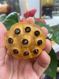 黃楊木 蓮花