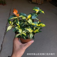 Wholesale Indoor Potted Plant Colored Leaves Confederate-Jasmine Gold Confederate-Jasmine Trachelospermum Jasminoides Fl