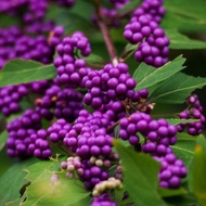 Bibit tanaman buah ungu American beautyberry (Callicarpa americana)