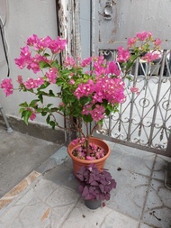 大大盆 三角梅  勒杜鵑 盆栽 Bougainvillea