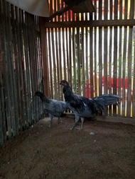 TELUR AYAM HIAS BLUE SUMATRA FERTIL UNTUK DITETASKAN 2