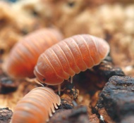 10 pc Cubaris "Mandarin" Isopod [Terrarium Pets Cleaning Crew Exotic Pets Reptiles Snakes Tank Enclo