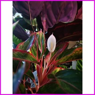 ¤ ◈ aglaonema red siam lucky plant
