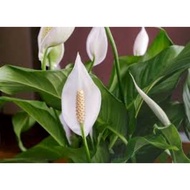 Peace Lily Indoor Flower Plant with Pot (No Flowers)