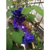 Anak pokok Bunga Telang Biru double layer / 蓝色蝶豆花小苗