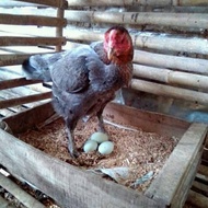 Telur Ayam Birma Asli Warna Hijau