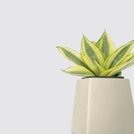 │ 方盆系列 │ 黃金虎尾蘭 - 空氣淨化 室內植物 水耕盆栽