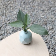 水培植栽│銀劍蔓綠絨_室內植物 磨砂陶瓷幾何花瓶 淺藍