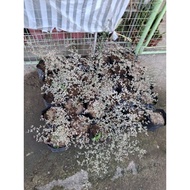 African talisay*** small