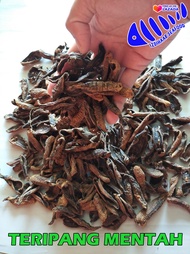 (MENTAH BERAT 250GRAM) TERIPANG KERING | TERIPANG MENTAH | TERIPANG ORIGINAL | KERUPUK TERIPANG | KE