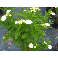 ZH GOLDEN PETALS - DWARF MUSSAENDA