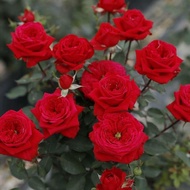 Miniatur Taman Huihui Rose Monte Carlo Merah Berbunga Berbunga Balkoni Taman Pasu Bunga